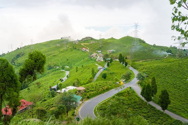 Darjeeling tea plantation landscape