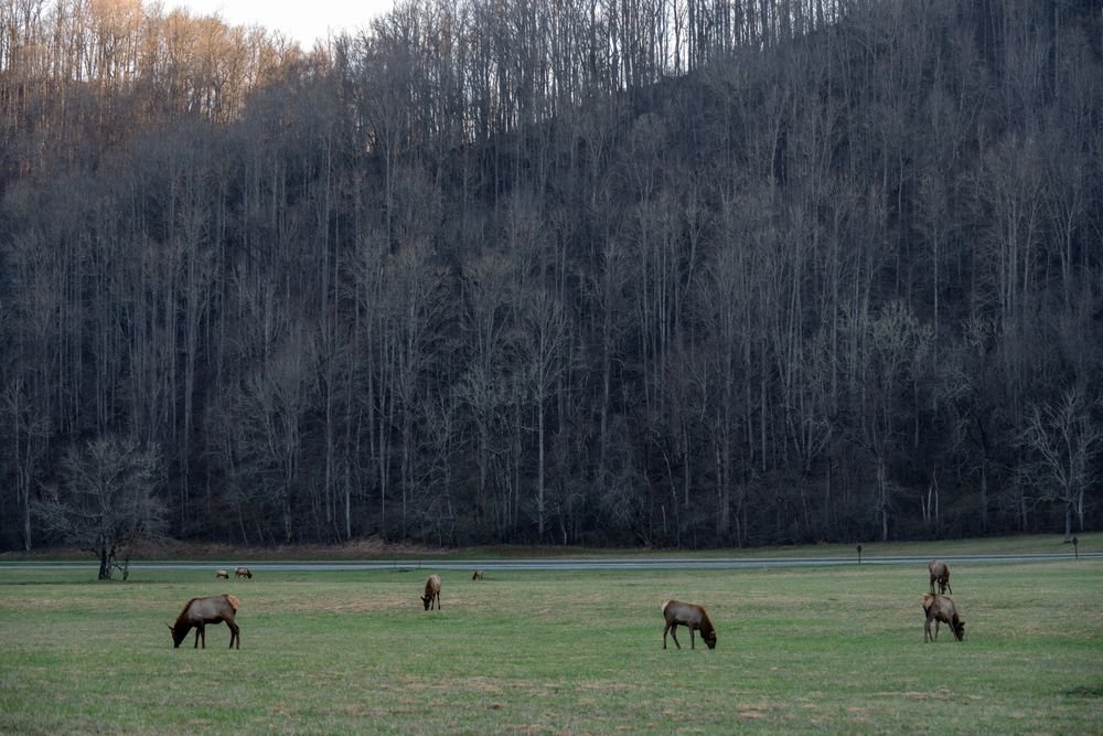 Wild elk grazing in a meadow at Great Smoky Mountains National Park, one of the best national parks to visit in August.