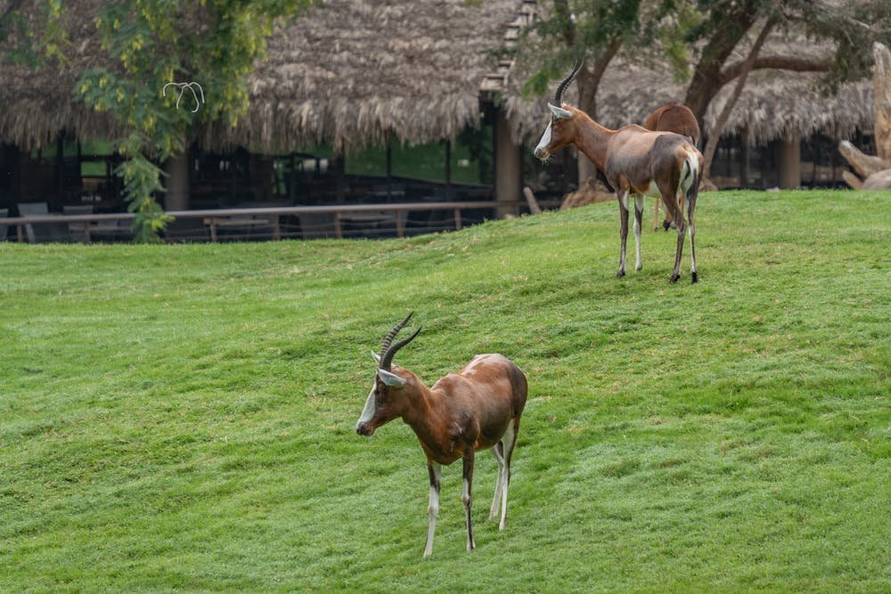 Wildlife spotted at an attraction near Savannah, one of the top historic places to visit in Georgia USA.