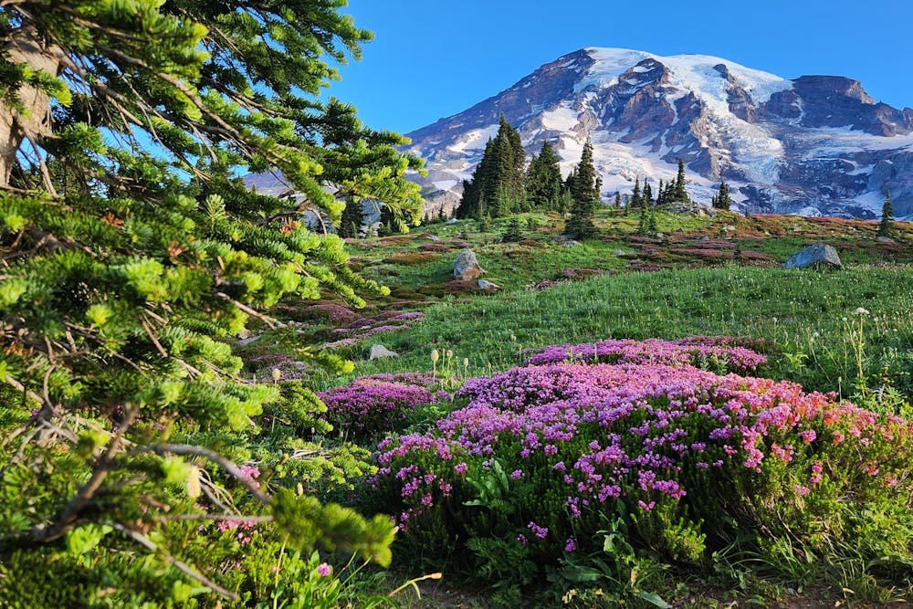 Vibrant pink heather wildflowers in full bloom at Paradise meadows with a snow-covered Mount Rainier peak, ideal for the best national parks to visit in July.