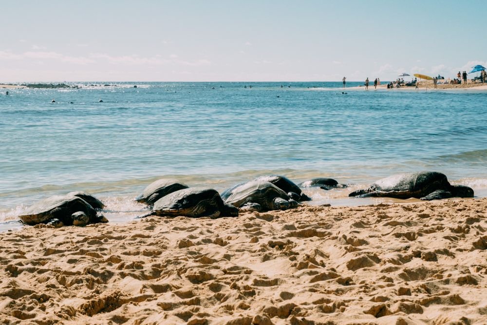 Turtle sand sculptures on Siesta Key Beach Florida, one of the best beaches to visit in july.
