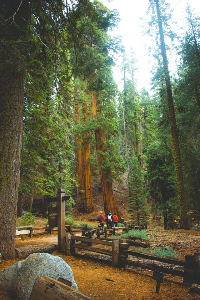 Giant sequoia trees forest trail, one of the best national parks to visit in June.